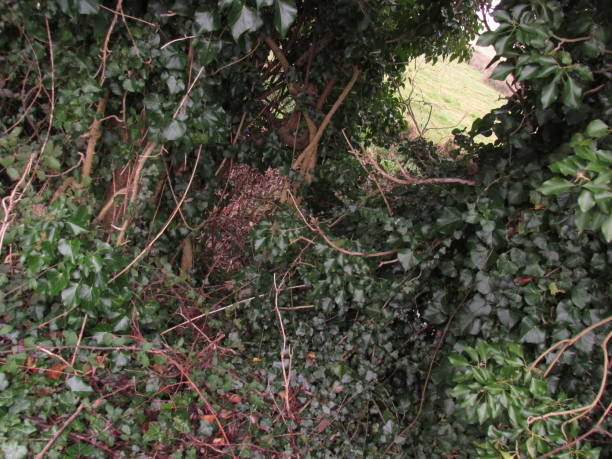 istock Plant and Nature Tunnel 673553378