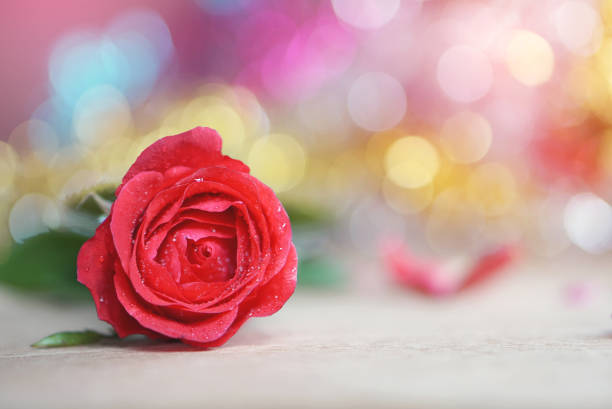 istock single red rose with a romantic bokeh in the background 673559862
