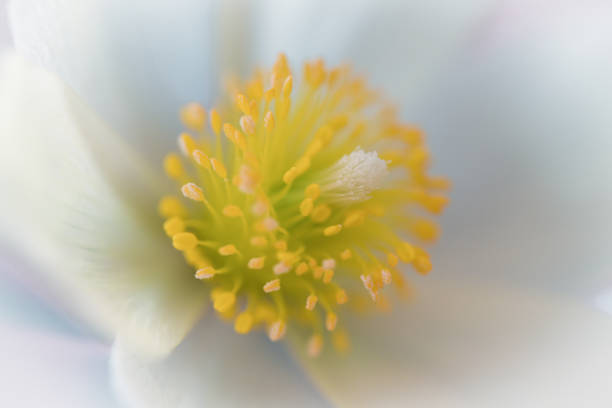 istock snowdrop flower on white studio snow, soft focus, perfect for postcard 673559874