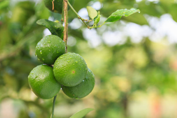 istock Fresh green lemon with water drop on tree and green blur background 673564308