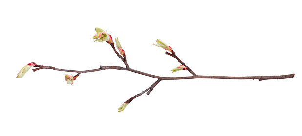 A young  branch of apple three with a leaves just starting to dissolve is isolated on a white background