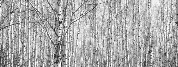 istock Black and white panorama with birches in retro style 673568188