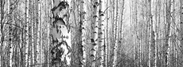 istock Black and white panorama with birches in retro style 673568210
