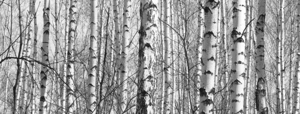 istock Black and white panorama with birches in retro style 673568250