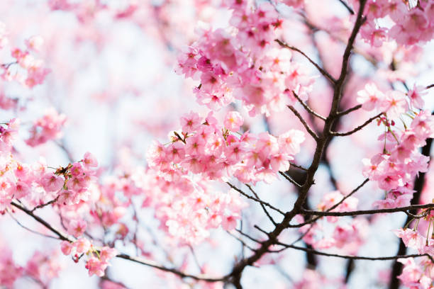 istock Cherry blossoms sakura pink flowers 673570378