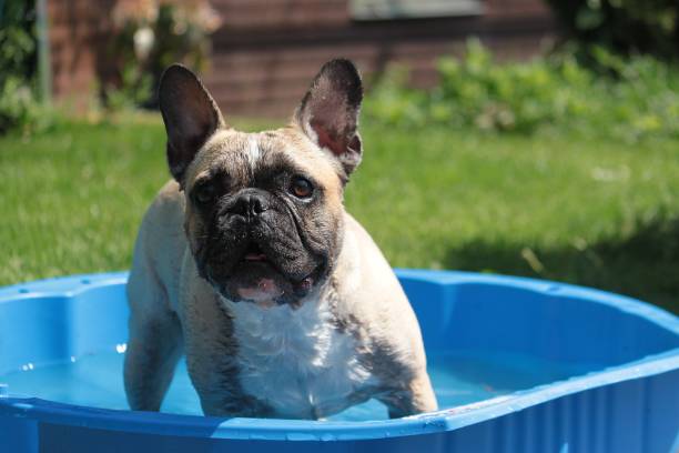 istock bulldogge in the pool 673570928