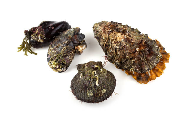 istock Oyster, mussel and scallop 673571278
