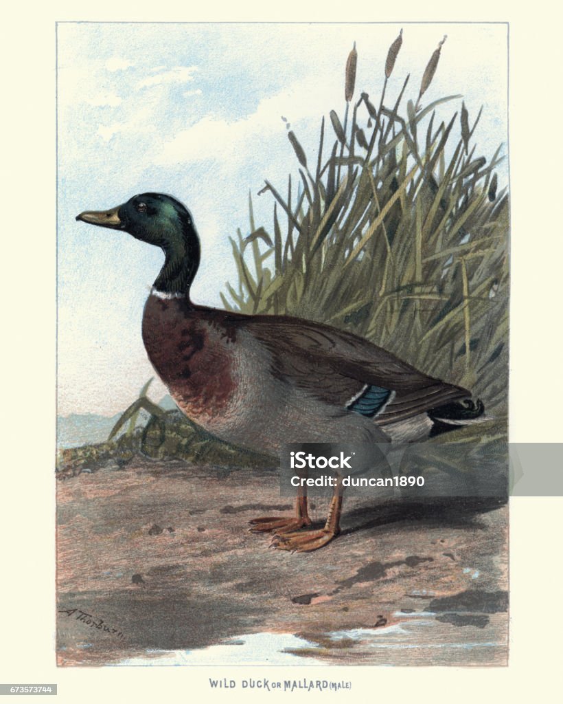 Natural History - Birds - Wild Duck or Mallard Vintage engraving of a Wild Duck or Mallard (Anas platyrhynchos). Familiar Wild Birds by W Swaysland Duck - Bird stock illustration