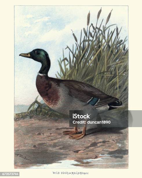 Natural History Birds Wild Duck Or Mallard Stock Illustration - Download Image Now - Duck - Bird, Painting - Activity, Mallard Duck