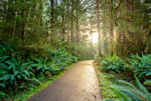 early morning with sunrise in rainforest - forest road nature birch tree imagens e fotografias de stock