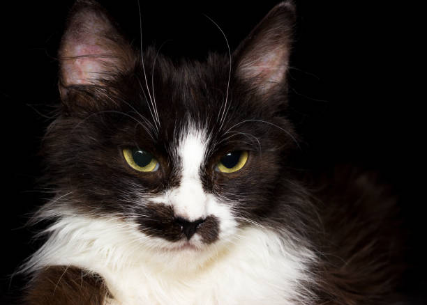 istock Cute black and white cat, dark background 673577484