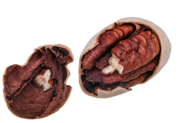 Cracked pecan nut isolated on white background stock photo