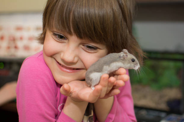 istock Little girl playing with hamster 673578088