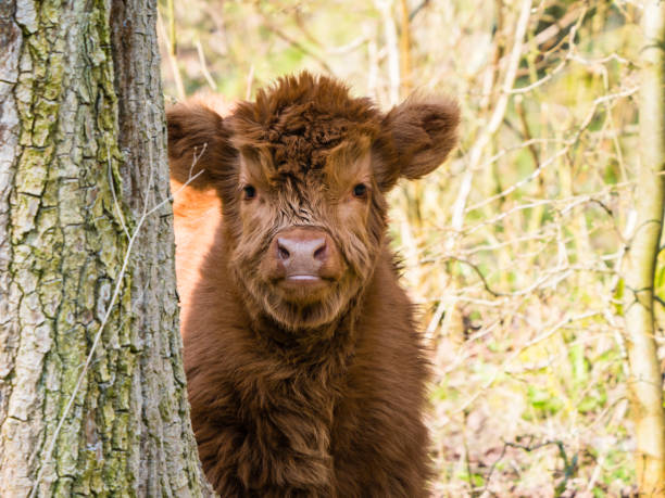 Scottish highland cow calf staring at camera