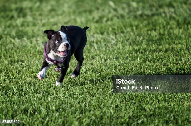 Cute Boston Terrier On Green Field Stock Photo - Download Image Now - Boston Terrier, Puppy, Running