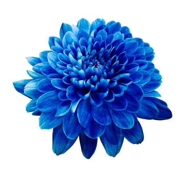 istock Blue flower chrysanthemum.  Flower on white  isolated background with clipping path.  Closeup. no shadows. Nature. 673582246