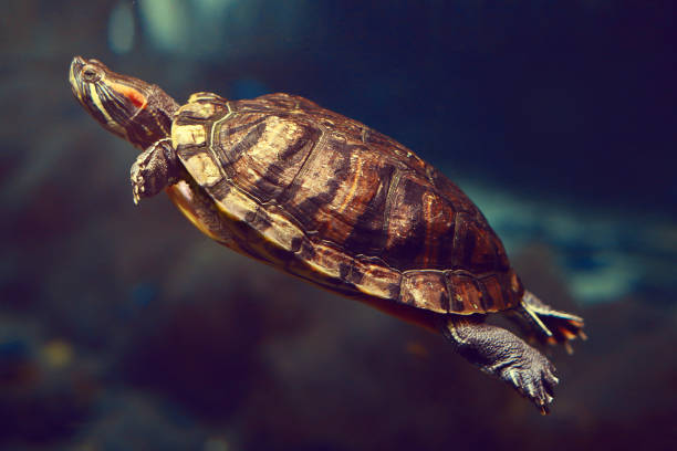 istock Sea turtle in an aquarium in dark blue water 673589144