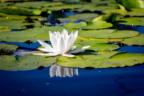 istock Nice wild white water lily flower 673589464