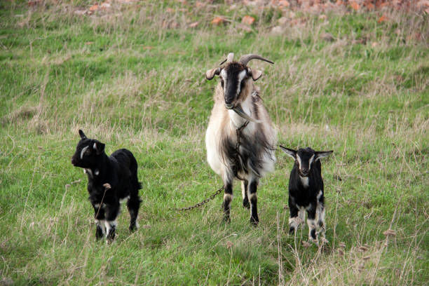 istock Goat with a kid is grazing on green grass 673590068