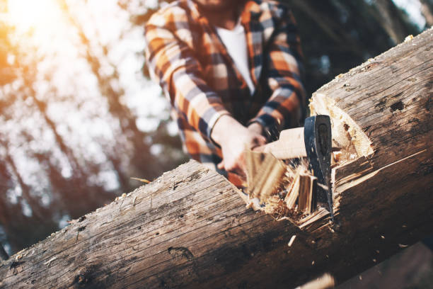 Strong logger in a plaid shirt chopping a big tree. Wood chips fly apart Strong logger in a plaid shirt chopping a big tree. Wood chips fly apart axe photos stock pictures, royalty-free photos & images