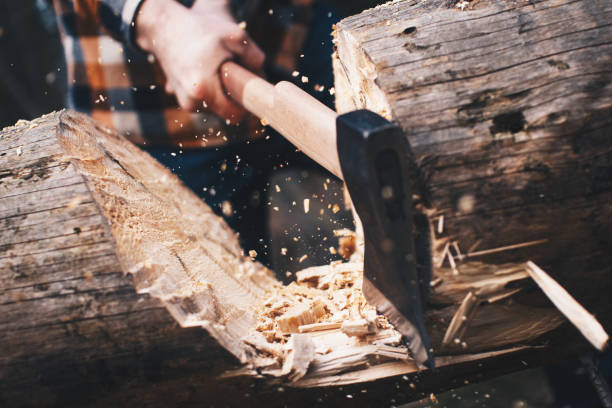 istock Woodcutter in the woods cuts a large tree with a sharp ax. Chips fly apart 673592398