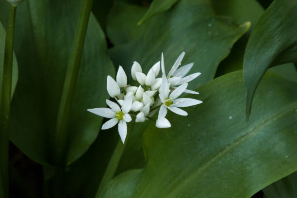 istock Wild Garlic growing in English countryside 673593072