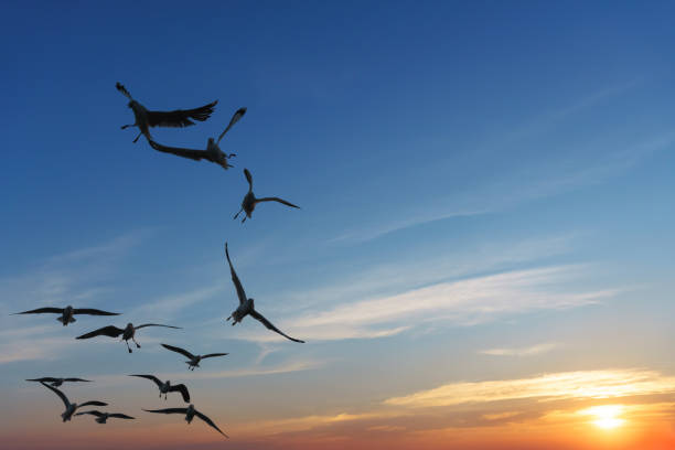 istock Backlit Birds snatching food in sky 673593272