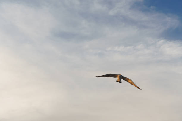 oiseau glissant au coucher du soleil (espace pour le texte) - action alertness animal bird photos et images de collection