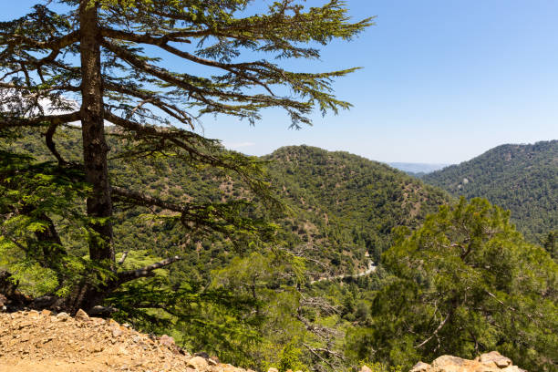 istock cedar valley in Cyprus mountains 673593852