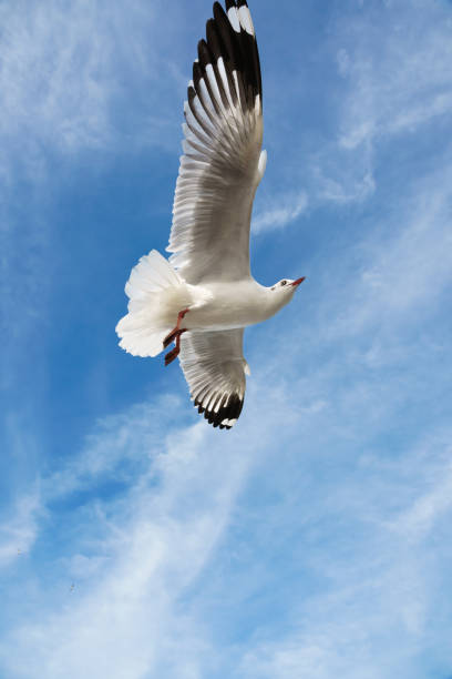 oiseau glissant sur le ciel bleu - action alertness animal bird photos et images de collection