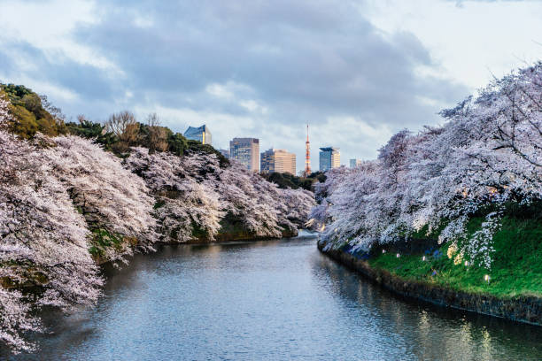 istock Cherry Blossoms in Tokyo with Tokyo Tower on background 673598108