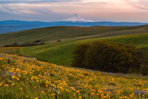 コロンビアの丘立ち上がり州立公園、ワシントン州に提出された夕日の光と野生の花をキャッチマウントフッド - columbia oregon ストックフォトと画像