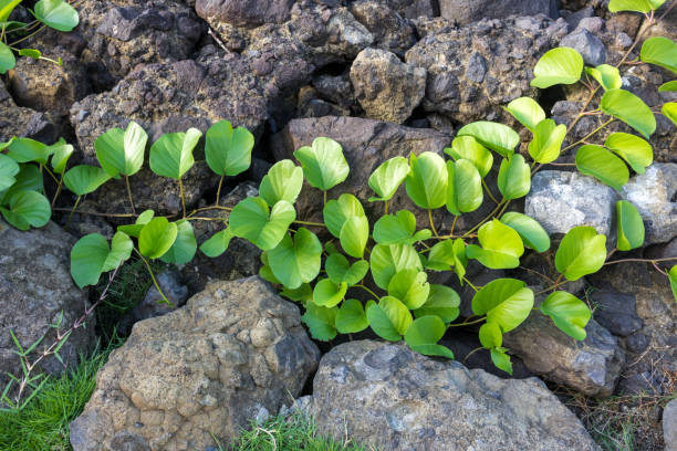 istock Green leaves on stones. 673603252