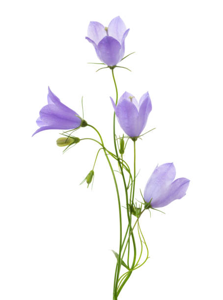 istock Four bellflowers isolated on white. 673603358