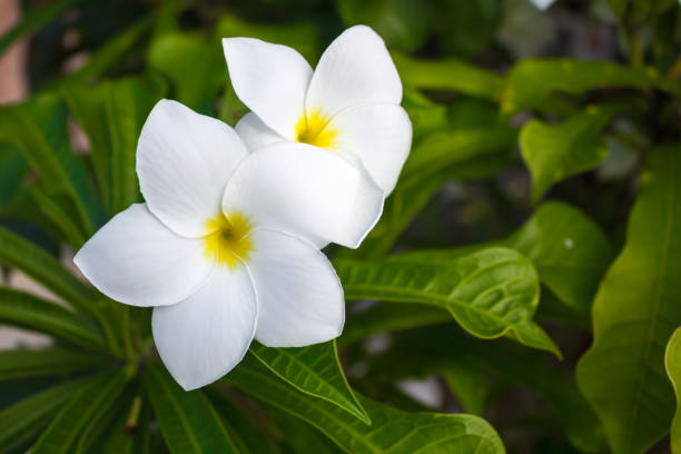 istock Plumeria white flower from Palau. 673603390