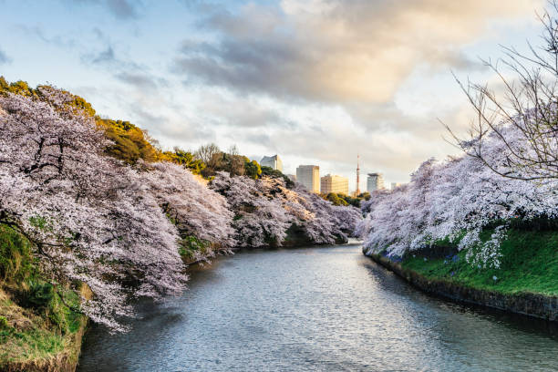 istock Cherry Blossoms in Tokyo with Tokyo Tower on background 673603526