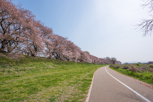 Japanese spring scenic with cherry blossom.