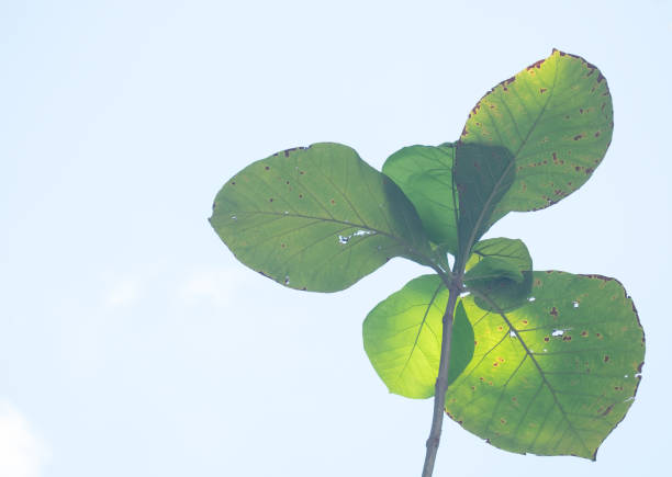 Leaves silhouette with blur bright blue sky for background.