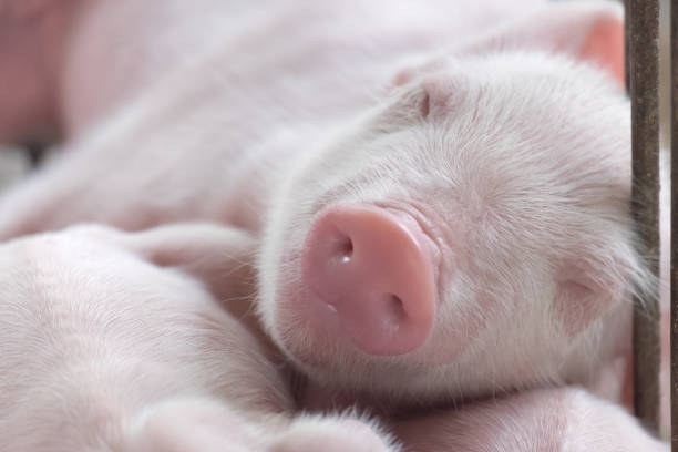 joven durmiendo cerdo, lechón después de chupar en el cobertizo. dormir bien después de comer. - livestock pink agriculture nature fotografías e imágenes de stock
