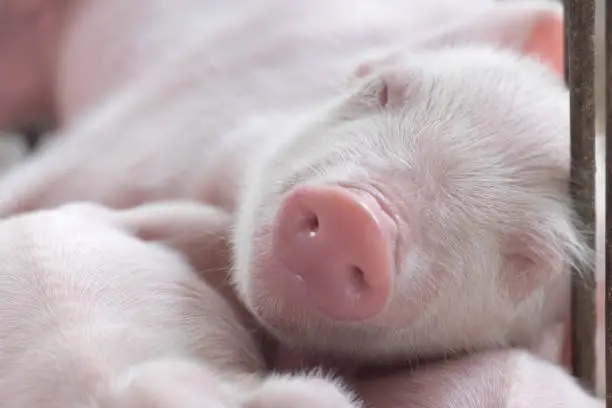 young sleeping pig, Piglet after sucking in shed. Sleep well after eating.