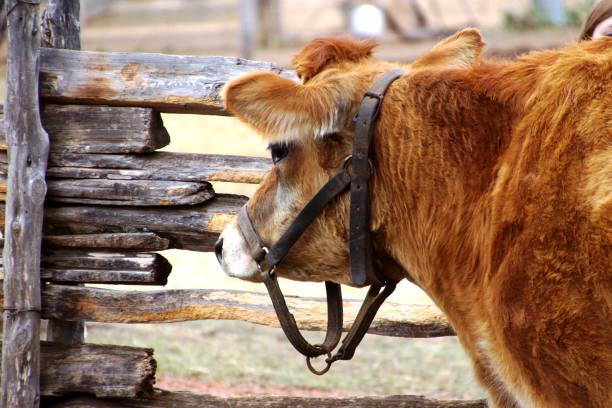 istock Cow standing by fence 673609620