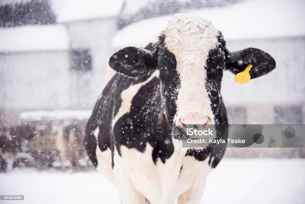 Winter Snowfall A holstein cow enjoying the snowfall Winter Stock Photo