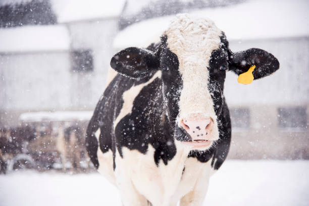 Winter Snowfall A holstein cow enjoying the snowfall dairy farm photos stock pictures, royalty-free photos & images