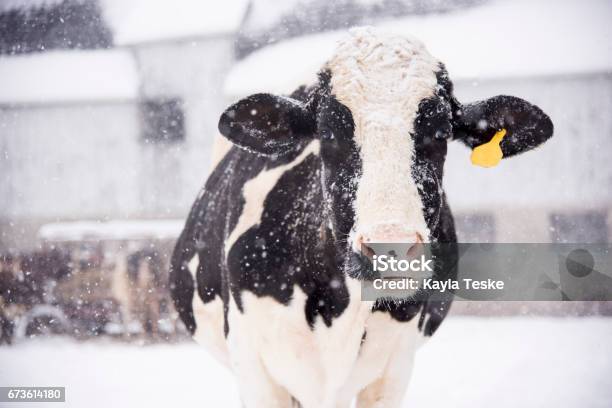 Winter Snowfall Stock Photo - Download Image Now - Winter, Cow, Snow
