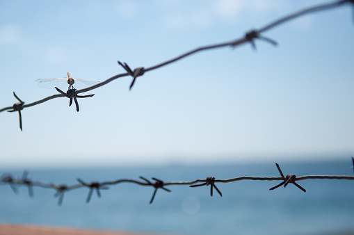 Barbed wire with dragonfly and sea