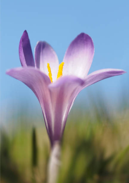 Wild Spring Crocus stock photo