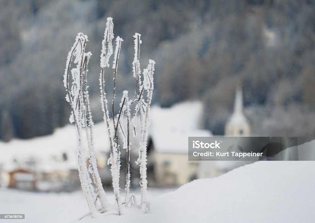 Frozen shrub Winter landscape with village in the background Alto Adige - Italy Stock Photo