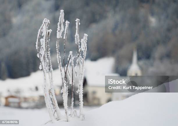 Frozen Shrub Stock Photo - Download Image Now - Alto Adige - Italy, Bruneck, Bush