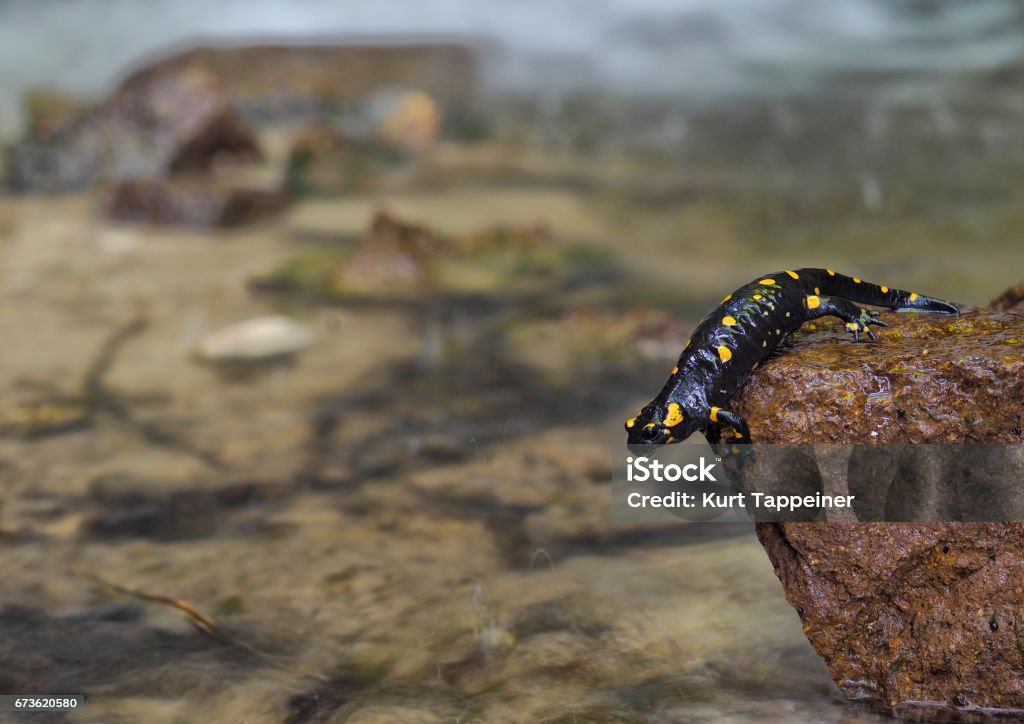 fire salamander Fire salamander on a stone before jumping into the water Animal Wildlife Stock Photo