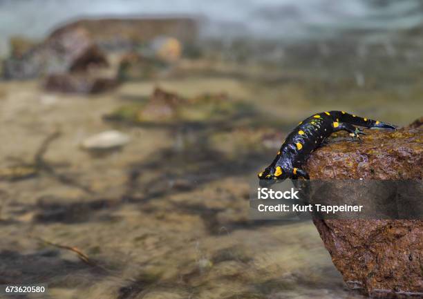 Fire Salamander Stock Photo - Download Image Now - Animal Wildlife, Animals In The Wild, Black Color